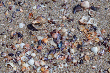 Top view of pebbles, sand and many shells of sea snails, clams, cockles, mussels, conch, rapanas, on the beach. Close up details, blue beige orange colorful texture for backgrounds. Fresh summer mood.