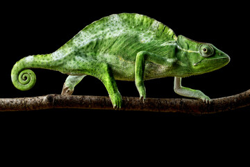 Usambara three-horned chameleon (Trioceros deremensis) female