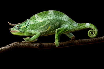 Usambara three-horned chameleon (Trioceros deremensis) male