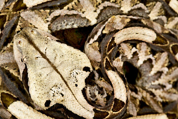 West African Gaboon Viper (Bitis rhinoceros)