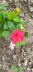 Red Madagascar Periwinkle Flower Blooming on Green Leaves Background
