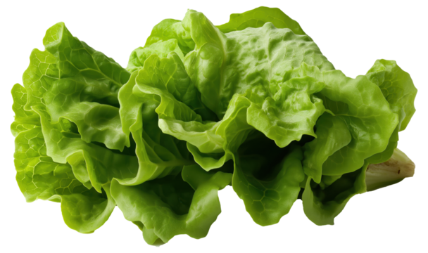 PNG Fresh green lettuce