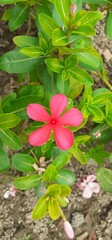 Red Madagascar Periwinkle Flower Bloom on Green Leaves Background