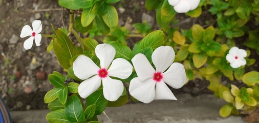 White Madagascar Periwinkle Flowers Blooming on Green Leaves Background