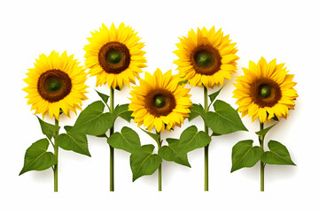 Fototapeta premium Bright Sunflower Quartet Illuminating a White Background