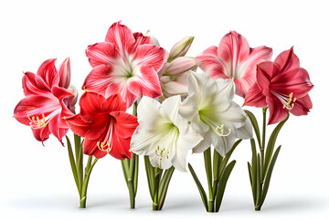 Elegant Array of Amaryllis Blooms in Red, Pink, and White" 