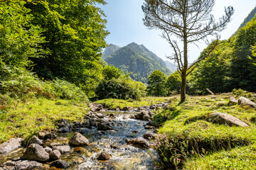 Fototapeta premium Serene Mountain Stream in the Pyrenees