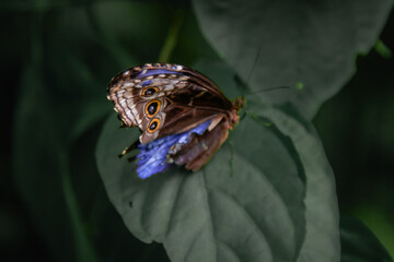 butterfly on leaf