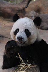 giant panda eating bamboo