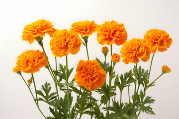"Vibrant Marigold Blooms with Lush Green Foliage on a Bright White Background" 