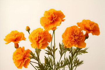 "Vibrant Marigold Blooms with Lush Green Foliage on a Bright White Background" 