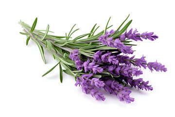 Fresh Lavender Sprigs with Vibrant Purple Blooms and Green Stems on a White Background" 