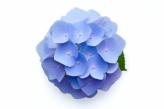 "Bright Blue Hydrangea Cluster with Lush Green Leaves on a White Background" 
