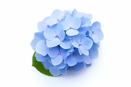 "Bright Blue Hydrangea Cluster with Lush Green Leaves on a White Background" 