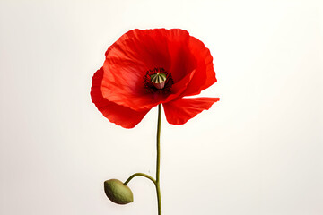 Striking Red Poppy Flower with a Single Bud on a Minimalist White Background" 