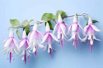 Fototapeta premium Elegant Fuchsia Blooms: A Graceful Display of Pink and White Bell-Shaped Flowers Against a Clear Blue Sky