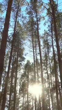 Vertical video of high pines in forest at beautiful day, sun through trees