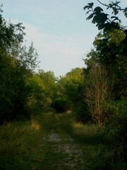 autumn in the forest