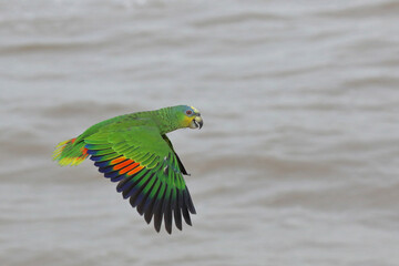 Colorful Orange-winged amazon parrot flying on the river. Free flying bird