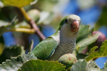 Monk parakeet enjoys the taste of ripe figs.