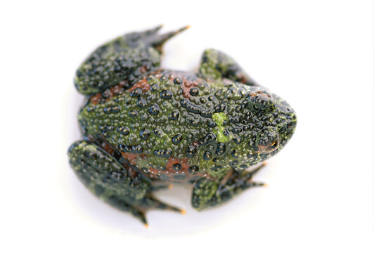 Firebelly Toad's Back