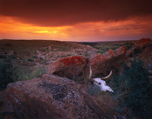 Cow Skull With Large Rocks In Field With Sunset, Writing On Stone Provincial Park, Alberta, Canada