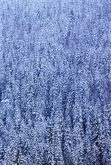 Winter Forest