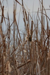 Obraz premium penduline tit