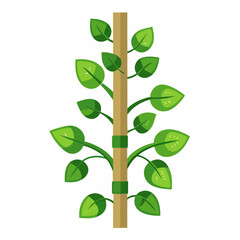 Money plant climber plant stems wrapping