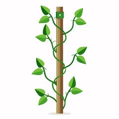Money plant climber plant stems wrapping