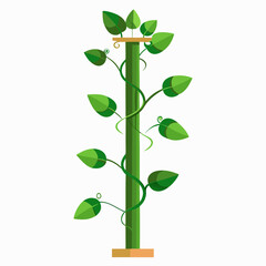 Money plant climber plant stems wrapping