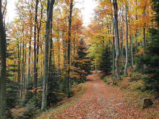 footpath on Pohorje Mountain. Bright autumn trees. Forest.