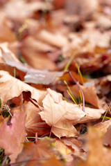 fallen dry yellow foliage. Early autumn