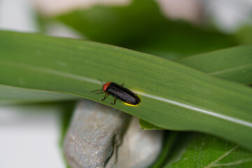 Fototapeta premium Close-up of a black Eastern firefly, Photinus pyralis, Lampyridae with a bulb crawling on a green leaf on a white background. The concept of nature, light insects