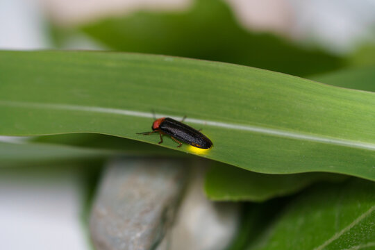 Black beetle Eastern firefly, Photinus pyralis, Lampyridae crawls on a green leaf on a white background. The concept of nature, light insects