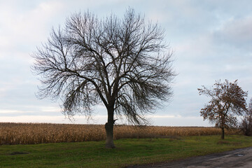 Fototapeta premium A tree without leaves in late autumn against the background of a cloudy sky