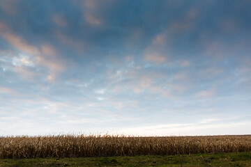 Autumn field on the background of a beautiful dawn sky
