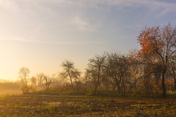 A foggy autumn morning over a country garden