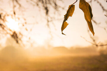 Autumn foggy dawn. The last leaves in the garden