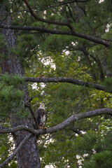 Juvenile Bald Eagle in a tree