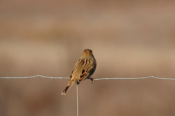 corn bunting