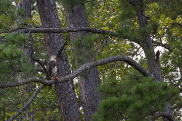 Obraz premium Juvenile Bald Eagle in a tree