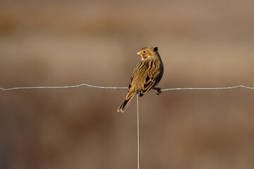 corn bunting