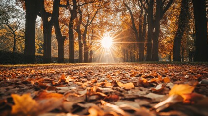 Warm autumn park path, covered in vibrant leaves, illuminated by soft, golden light from the setting sun, creating peaceful shadows and a relaxing ambiance