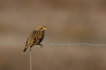 corn bunting