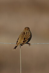 corn bunting