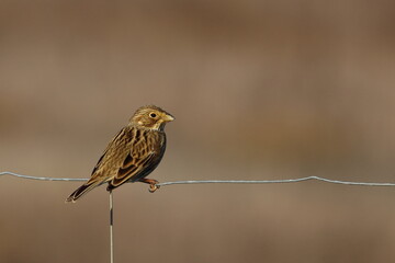 corn bunting