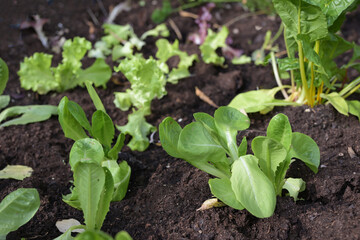 Young lettuce plants freshly planted in the vegetable patch with dark soil in the kitchen garden, homegrown food, selected focuf