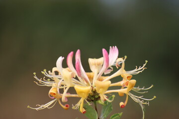 Blossom pf a honeysuckle