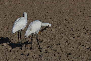 spoonbill